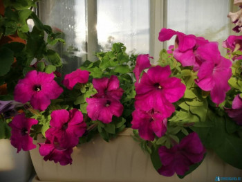 Мои комнатные растения. - IMG-20200729-WA0003.jpg