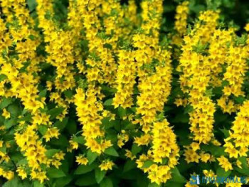 Доброго утра Хорошего дня Спокойной ночи  - hqdefault.jpg