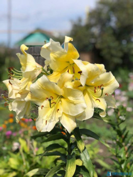 Декоративные садовые растения. - IMG-20200801-WA0001.jpg