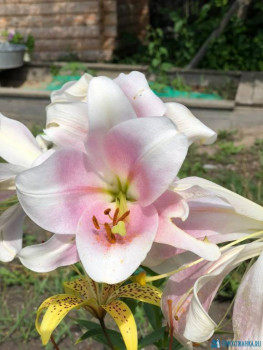 Декоративные садовые растения. - IMG-20200801-WA0008.jpg