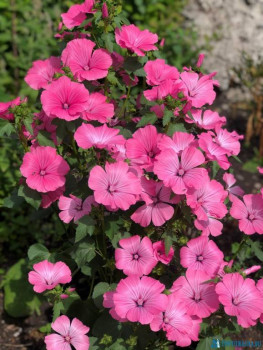 Декоративные садовые растения. - IMG-20200801-WA0009.jpg