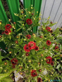 Декоративные садовые растения. - IMG_20200806_071626.jpg