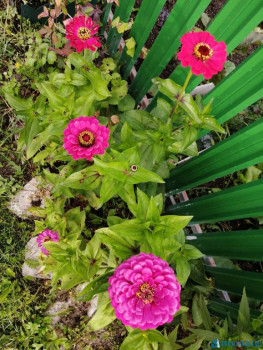 Декоративные садовые растения. - IMG_20200806_071623.jpg