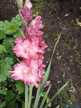 Декоративные садовые растения. - IMG_20200806_071535.jpg