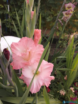 Декоративные садовые растения. - IMG_20200806_071448.jpg