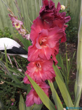 Декоративные садовые растения. - IMG_20200806_071438.jpg