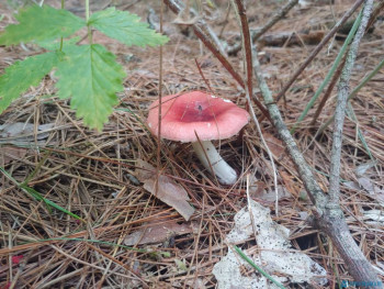 Куча сыроежек таких в другом лесу.