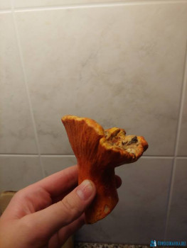 Лобстер-гриб