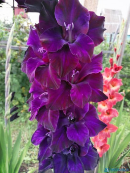 Декоративные садовые растения. - IMG-20200808-WA0003.jpg