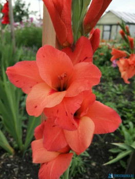 Декоративные садовые растения. - IMG-20200808-WA0002.jpg