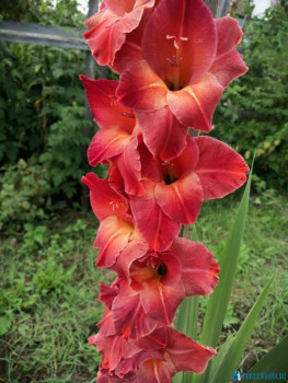 Декоративные садовые растения. - IMG-20200808-WA0004.jpg