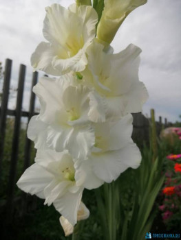 Декоративные садовые растения. - IMG-20200808-WA0001.jpg