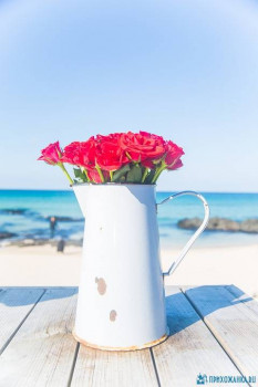 Доброго утра Хорошего дня Спокойной ночи  - rose-3822714_960_720.jpg