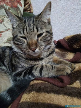 Клуб фелинологов-любителей  - IMG_20200815_231410.jpg