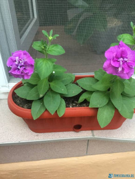 Мои комнатные растения. - image.jpg