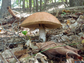 Чем сегодня занимались - 20200819_142900~2.jpg