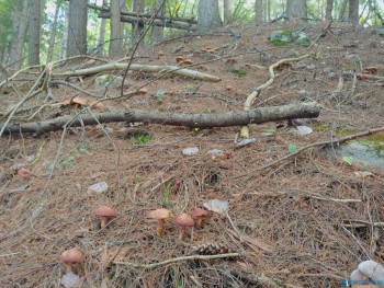 Чем сегодня занимались - 20200819_140659~2.jpg