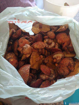 Маслёнок раскрашенный? Так кажется называется. Очень вкусный! В России кажется в Сибири растет.