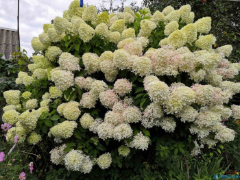 Доброго утра Хорошего дня Спокойной ночи  - IMG-2c1286198599b01fca707bfabe5cee6e-V.jpg