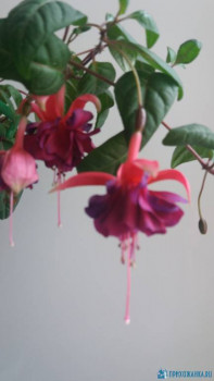 Мои комнатные растения. - IMG-1a7371ea7723c8cdc8956bcfa78ac512-V.jpg