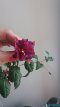 Мои комнатные растения. - IMG-aae66373e9c16cf1066dc92d3a991f10-V.jpg