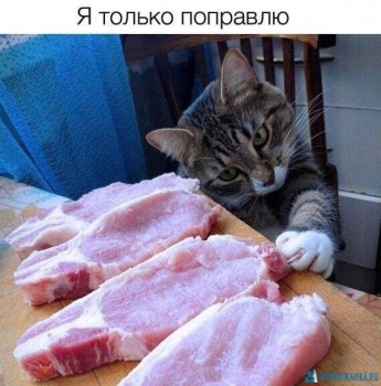 Cмешное из жизни животных. Фото и видео из интернета. - 153489720_GO5HYkSwG0.jpg