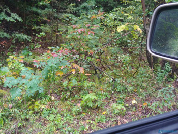 Боровичек спрятался!