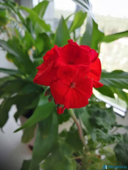 Мои комнатные растения. - IMG-20200906-WA0007.jpg