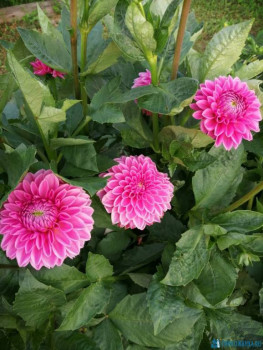 Декоративные садовые растения. - IMG-20200829-WA0026.jpg