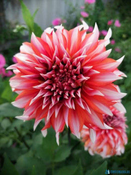 Декоративные садовые растения. - IMG-20200829-WA0025.jpg