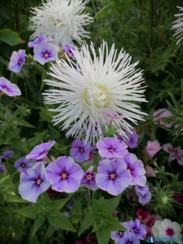 Декоративные садовые растения. - IMG-20200829-WA0024.jpg