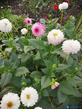 Декоративные садовые растения. - IMG-20200829-WA0017.jpg