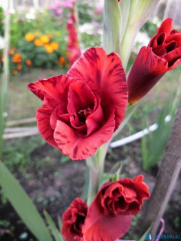 Декоративные садовые растения. - IMG-20200829-WA0016.jpg