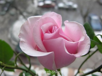 Беременнюшки, отзовитесь  - b7768b4c6d3e1894aa873cc97b025224.jpg