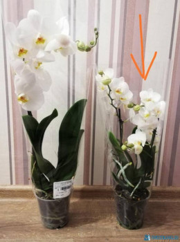 Мои комнатные растения. - IMG_20200910_084914.jpg