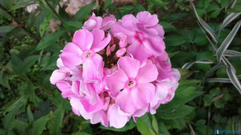 Декоративные садовые растения. - 20200816_150446.jpg