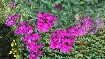 Декоративные садовые растения. - 20200816_150525.jpg