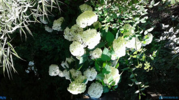 Декоративные садовые растения. - 20200728_144136.jpg