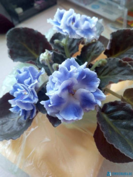 Мои комнатные растения. - IMG_20200911_152513.jpg