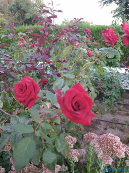 Декоративные садовые растения. - IMG_20200911_190146.jpg