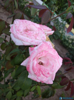 Декоративные садовые растения. - IMG_20200911_190128_1.jpg