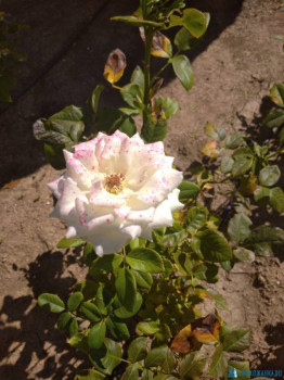 Декоративные садовые растения. - IMG_20200911_140619_1.jpg