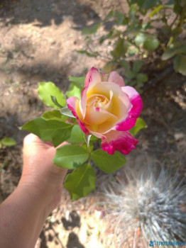 Декоративные садовые растения. - IMG_20200911_135715.jpg