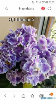 Мои комнатные растения. - Screenshot_20200911-205538.jpg