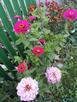 Декоративные садовые растения. - IMG_20200911_183637.jpg