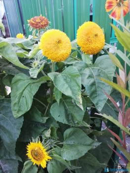 Декоративные садовые растения. - IMG_20200911_183622.jpg