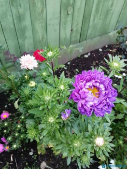 Декоративные садовые растения. - IMG_20200911_183430.jpg