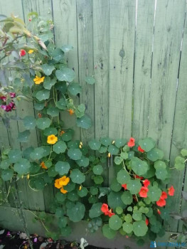 Декоративные садовые растения. - IMG_20200911_183424.jpg