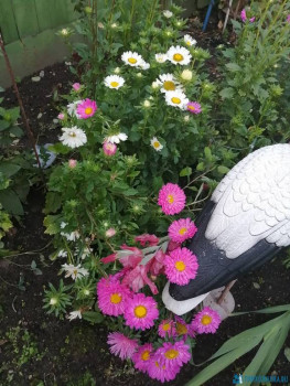 Декоративные садовые растения. - IMG_20200911_183418.jpg