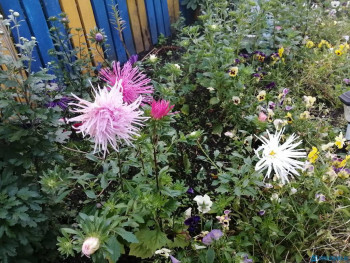 Декоративные садовые растения. - IMG_20200911_183402.jpg